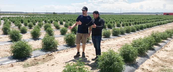 veritas farms hemp fields